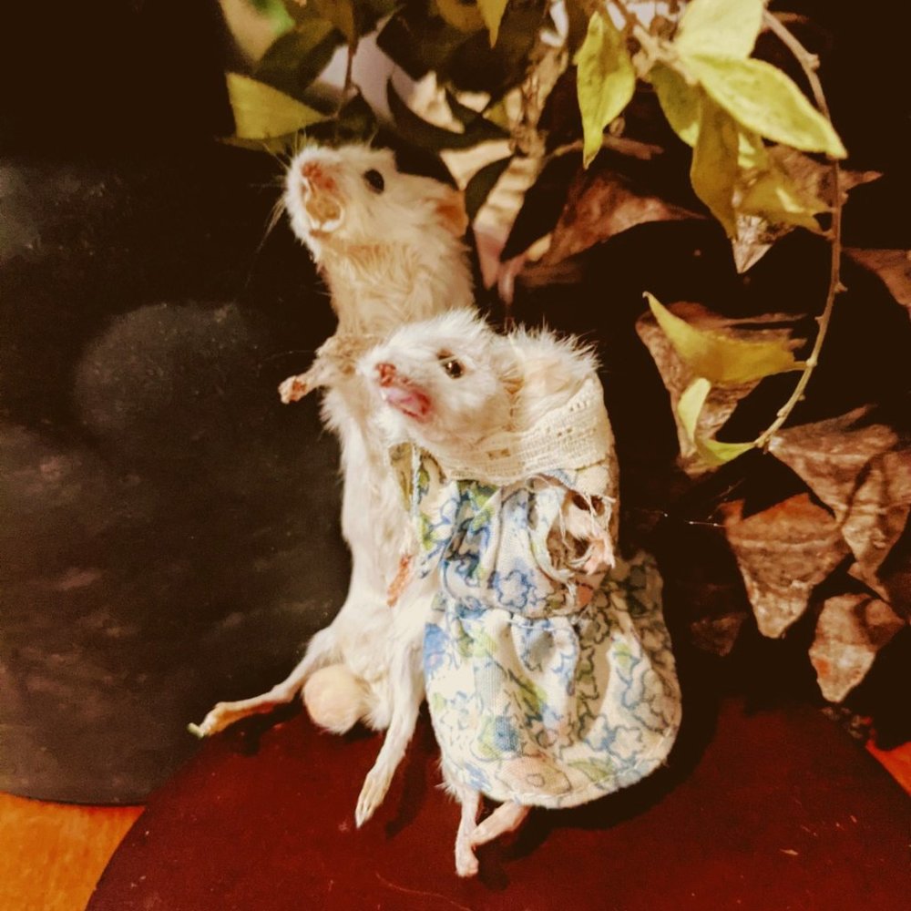 Taxidermy mice.